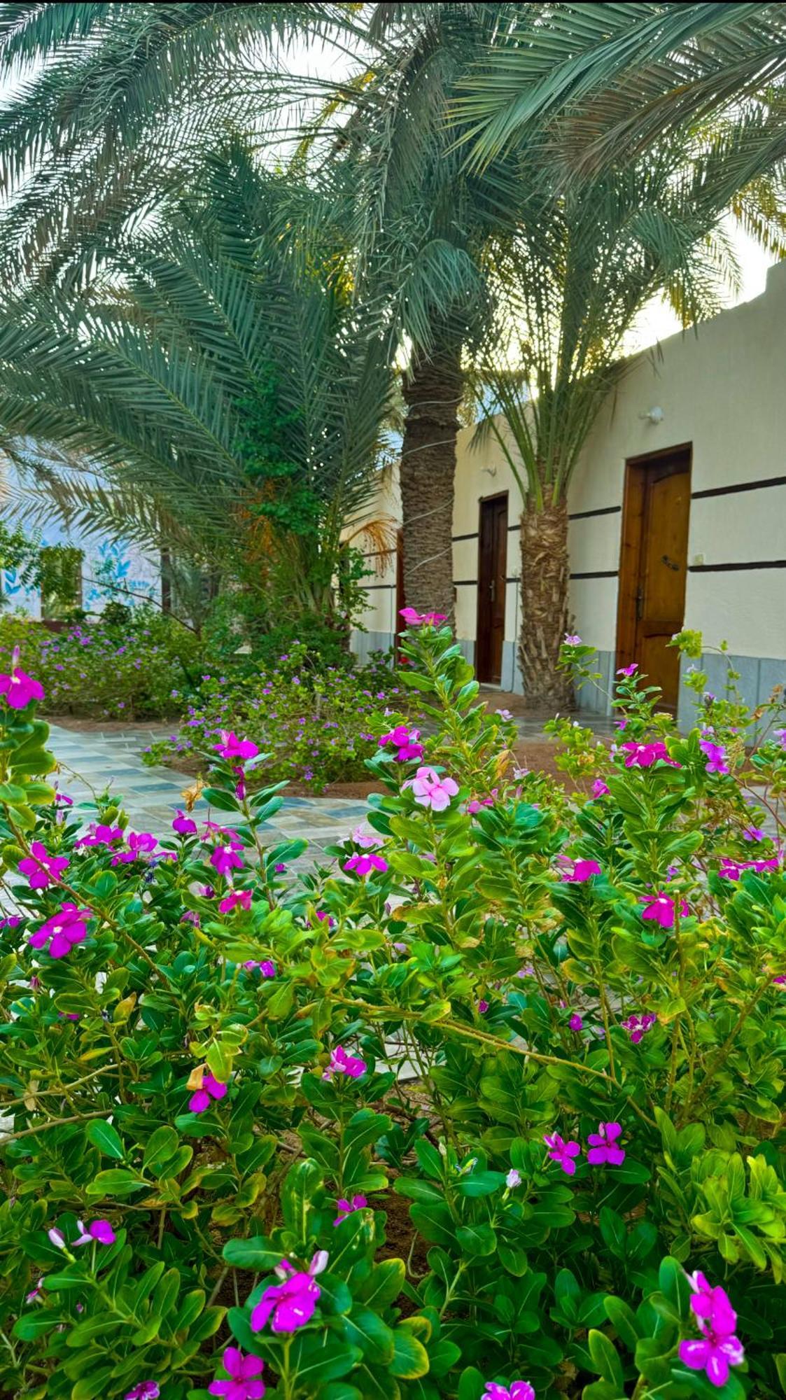 Miramar Camp Dahab Exterior foto
