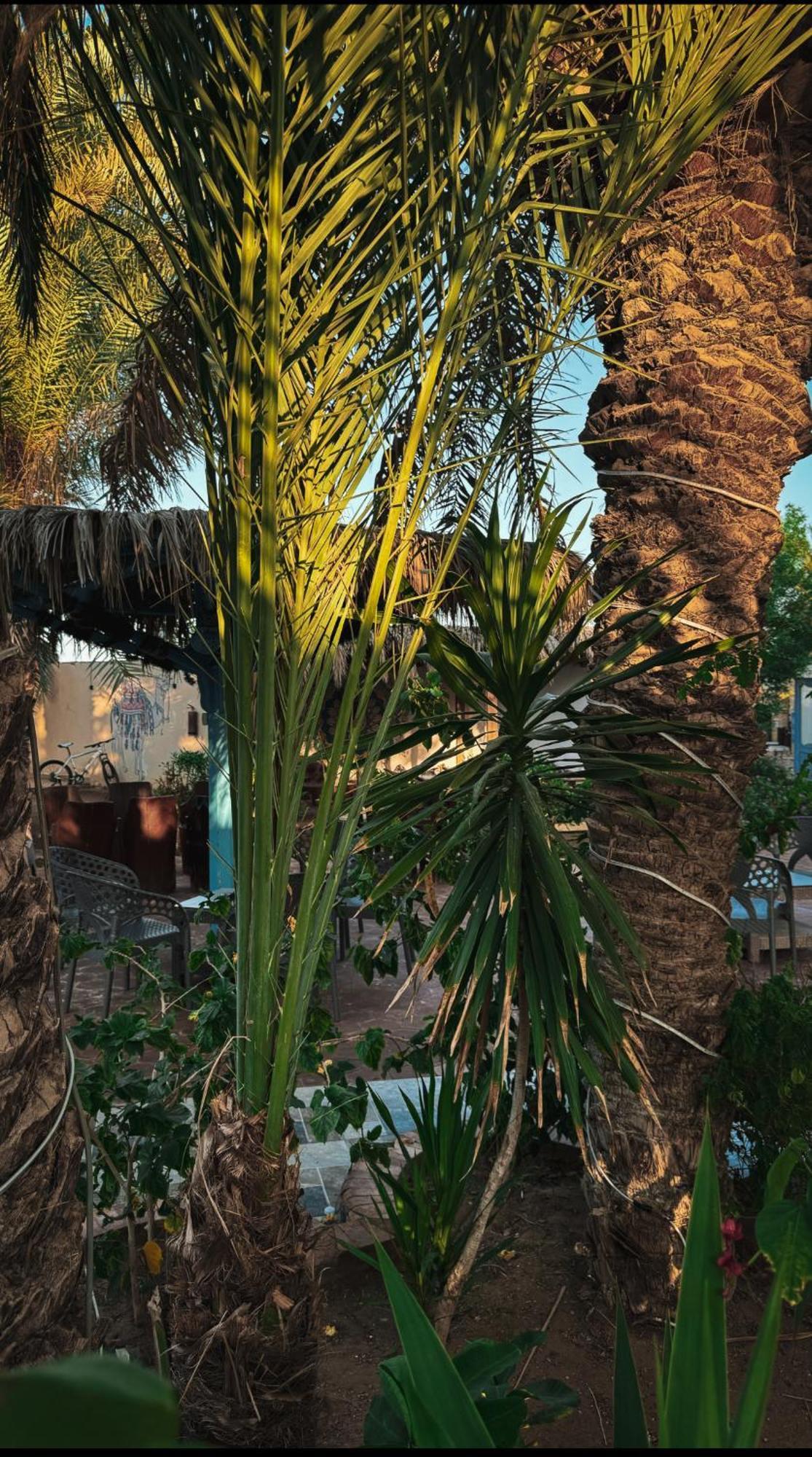 Miramar Camp Dahab Exterior foto