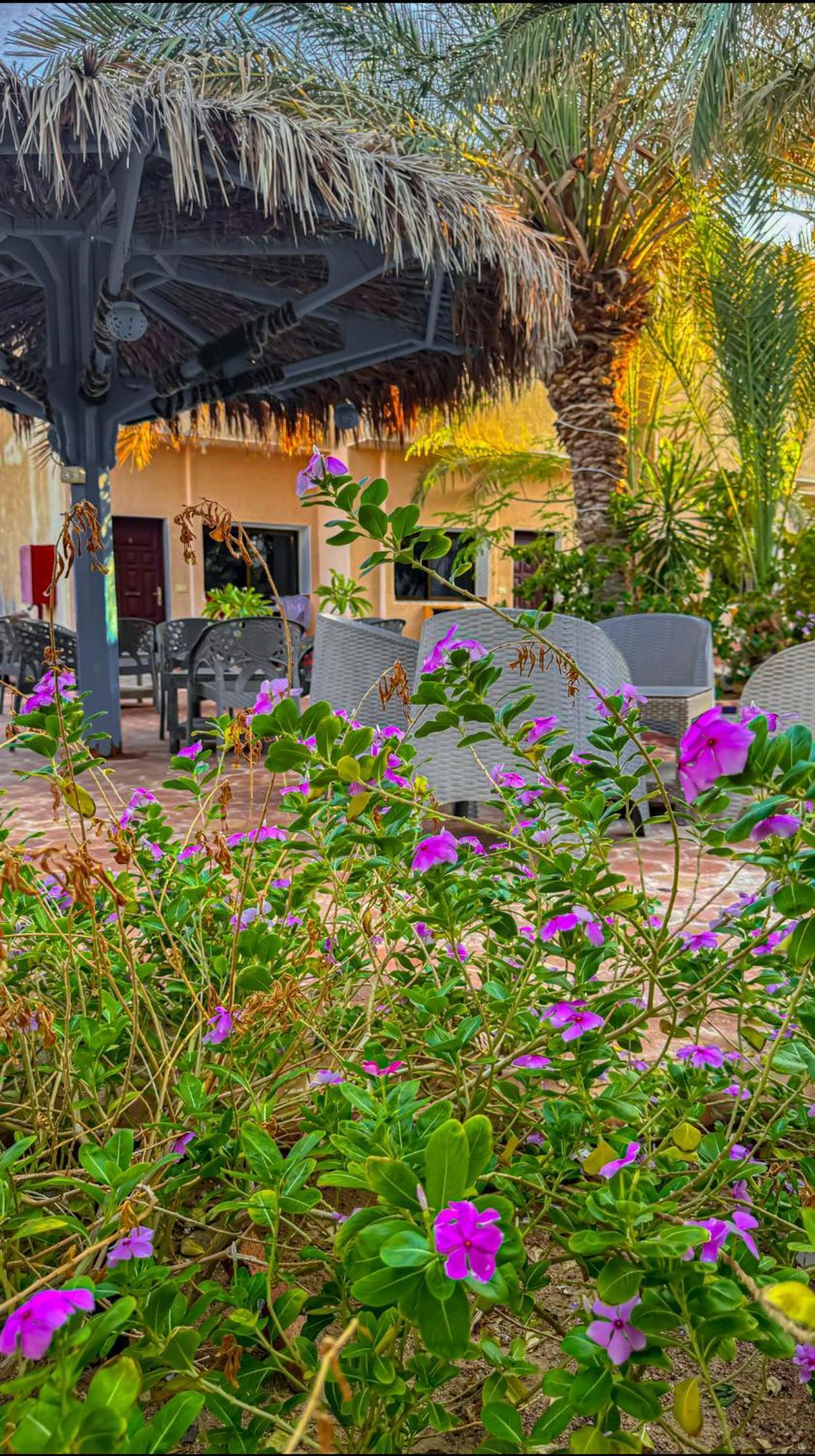 Miramar Camp Dahab Exterior foto